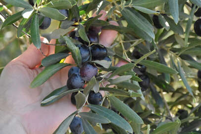 Zeytin ağaçlarında rekolte düşük