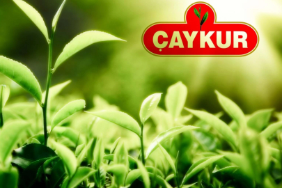 ÇAYKUR 213 bin ton yaş çay aldı