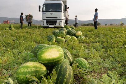 Aşırı sıcaklar tarımda verim kaybına neden oldu