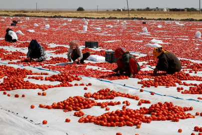 Domatesin tarladan sofraya yolculuğu başladı