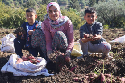 Tatlı patateste hasat zamanı