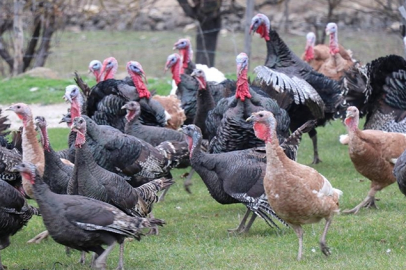 Yılbaşı öncesi hindiler satışa çıktı;